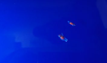 %e3%82%aa%e3%83%9b%e3%83%bc%e3%83%84%e3%82%af%e6%b5%81%e6%b0%b7%e9%a4%a8%ef%bc%88%e3%82%af%e3%83%aa%e3%82%aa%e3%83%8d%ef%bc%89