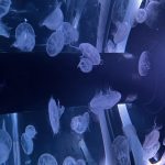 %e3%81%8f%e3%82%89%e3%81%92